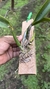 Laelia pumila semi alba Lacre 31658 - Orquidário Aparecida