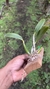 Laelia pumila semi alba Lacre 31658 - loja online