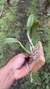 Laelia pumila semi alba Lacre 31658 - loja online