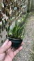 Laelia liliputana semi Alba Lacre 0000951 na internet
