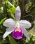 Laelia pumila semi alba Lacre 31658 - comprar online