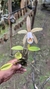 Cattleya forbesii