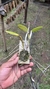 Cattleya forbesii na internet