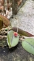 Acianthera papillosa Lacre 31666 - comprar online