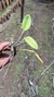 Cattleya forbesii - comprar online