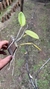 Cattleya forbesii - comprar online