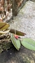 Acianthera papillosa Lacre 31666 na internet