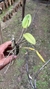 Imagem do Cattleya forbesii