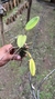 Cattleya forbesii na internet