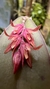 Acianthera prolífera no leque de madeira Lacre 31698 - comprar online