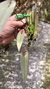 Acianthera prolífera no leque de madeira Lacre 31698 - loja online