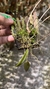 Acianthera prolífera no leque de madeira Lacre 31698 - Orquidário Aparecida