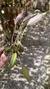 Imagem do Acianthera prolífera no leque de madeira Lacre 31698