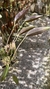 Acianthera prolífera no leque de madeira Lacre 31698
