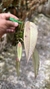 Acianthera prolífera no leque de madeira Lacre 31698 - comprar online