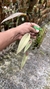 Acianthera prolífera no leque de madeira Lacre 31698 na internet