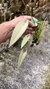 Acianthera prolífera no leque de madeira Lacre 31698 - loja online
