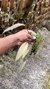 Acianthera prolífera no leque de madeira Lacre 31698 na internet