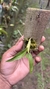 Dendrobium wardianum (P) - loja online