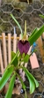 Masdevallia kuhniorum - comprar online