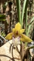 Maxillaria humilis