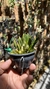 Laelia liliputana semi alba “No Vaso” Lacre 185443 - loja online