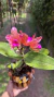 Imagem do Cattleya amethystoglossa Áurea “No Cachepô” Lacre 005202