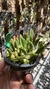 Laelia liliputana semi alba “No Vaso” Lacre 185443 na internet