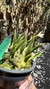 Laelia liliputana semi alba “No Vaso” Lacre 185443 - comprar online