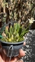 Laelia liliputana semi alba “No Vaso” Lacre 185443 - Orquidário Aparecida