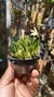 Laelia liliputana semi alba “No Vaso” Lacre 185443 na internet