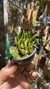 Laelia liliputana semi alba “No Vaso” Lacre 185443 - comprar online