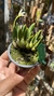 Laelia liliputana semi alba “No Vaso” Lacre 185443 - loja online