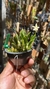 Laelia liliputana semi alba “No Vaso” Lacre 185443 - comprar online