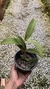 Imagem do Epidendrum stamfordianum