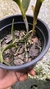 Epidendrum stamfordianum - loja online