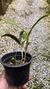 Epidendrum stamfordianum - Orquidário Aparecida