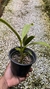 Epidendrum stamfordianum