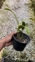 Epidendrum stamfordianum - comprar online