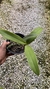 Epidendrum stamfordianum - loja online