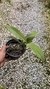 Epidendrum stamfordianum - Orquidário Aparecida