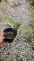 Epidendrum stamfordianum na internet