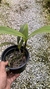 Epidendrum stamfordianum na internet
