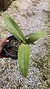 Imagem do Epidendrum stamfordianum