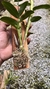 Dendrobium amethystoglossum - loja online