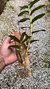 Dendrobium amethystoglossum - comprar online