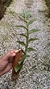 Imagem do Dendrobium amethystoglossum