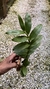 Dendrobium amethystoglossum - loja online