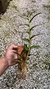 Dendrobium amethystoglossum - Orquidário Aparecida