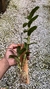 Dendrobium amethystoglossum - Orquidário Aparecida